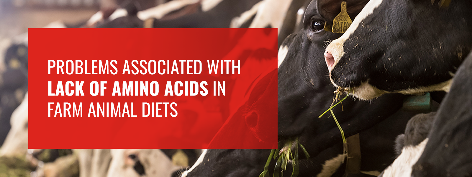 Amino Acids for Animal Health Kemin Asia Pacific